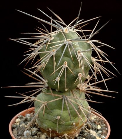 Tephrocactus_alexanderi_5